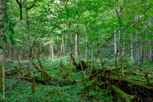Late summer rich deciduous stand with old trees and lush foliage
