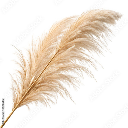 High resolution PNG of pampas grass plume with beige feathery fronds