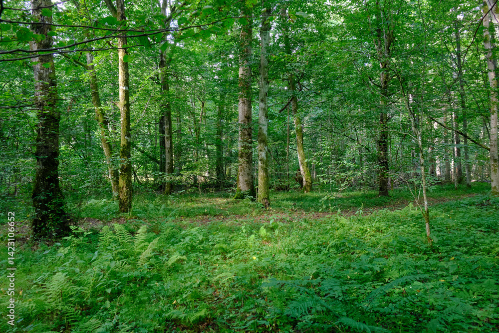 Late summer rich deciduous stand with old trees and lush foliage