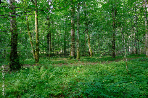 Obraz na płótnie Late summer rich deciduous stand with old trees and lush foliage w salonie