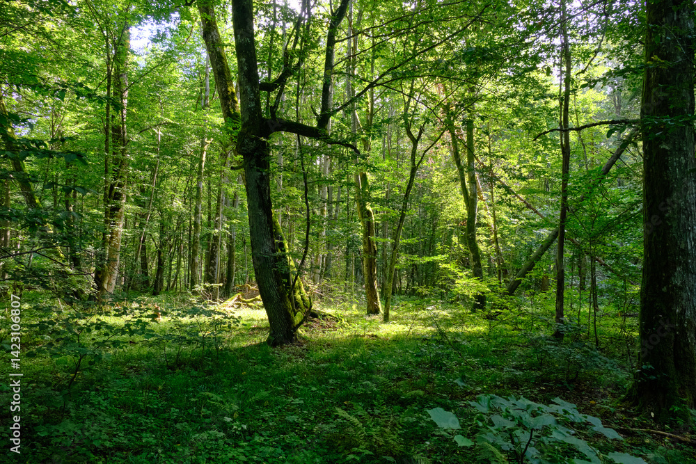 Late summer rich deciduous stand with old trees and lush foliage