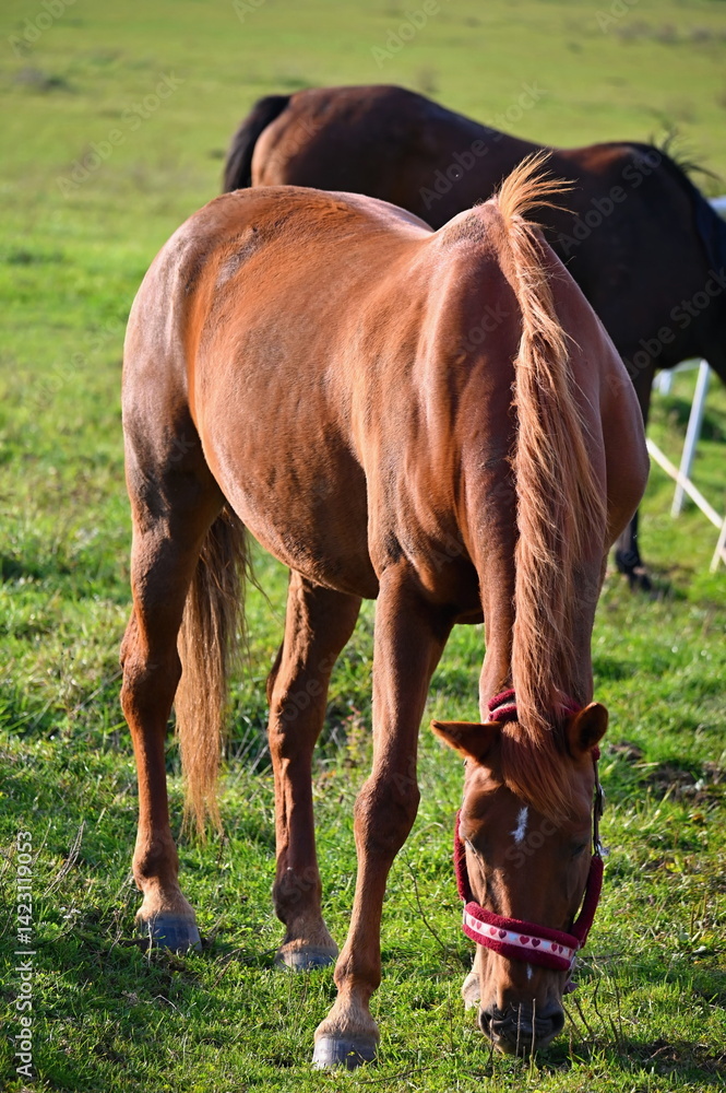Obraz premium A beautiful horse is grazing on a green meadow on a sunny day. Concept for animals and nature.