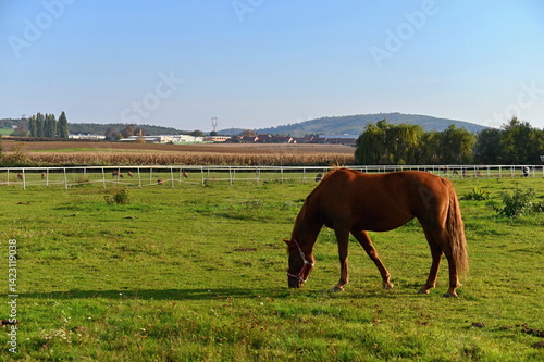 A beautiful horse is grazing on a green meadow on a sunny day. Concept for animals and nature.