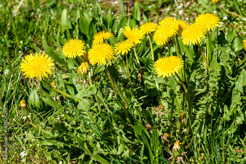yellow dandelions on green grass