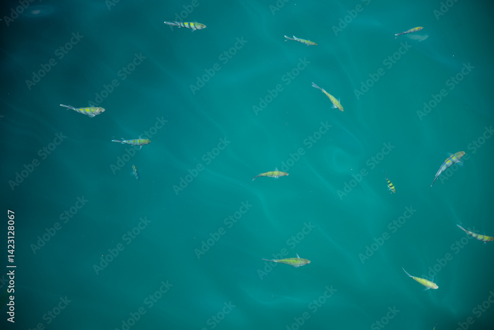 Obraz premium School of Fish Swimming in Clear Blue Water