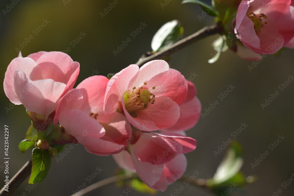 Obraz premium Branch with pink flowers Chaenomeles japonica on a blurred background