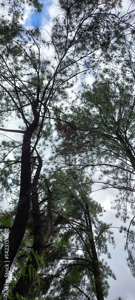 pine tree in the forest pine tree in the forest