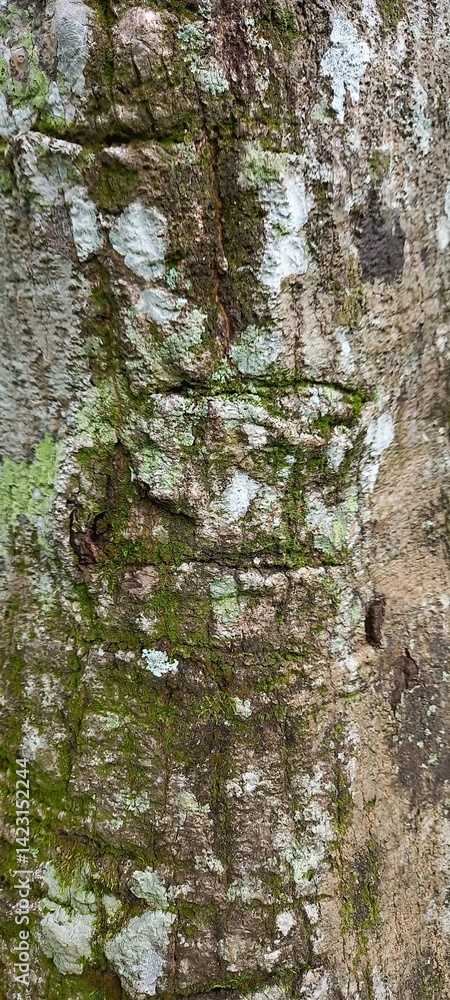 Obraz premium pine tree branches