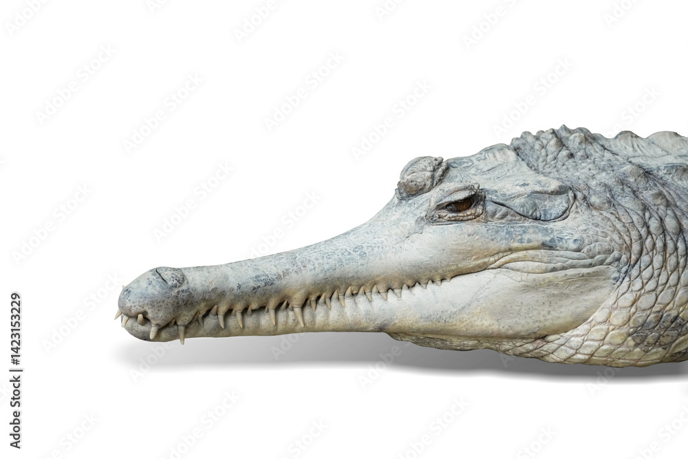 Fototapeta premium False Gharial (Tomistoma schlegelii) crocodile isolated on white background. This has clipping path. 