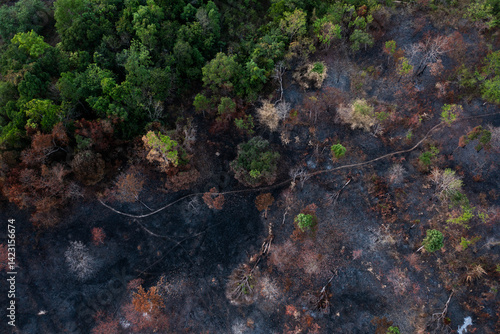 Wild Fire in rain forest 