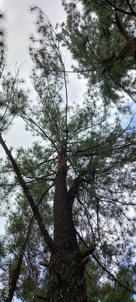 Obraz premium pine in the forest