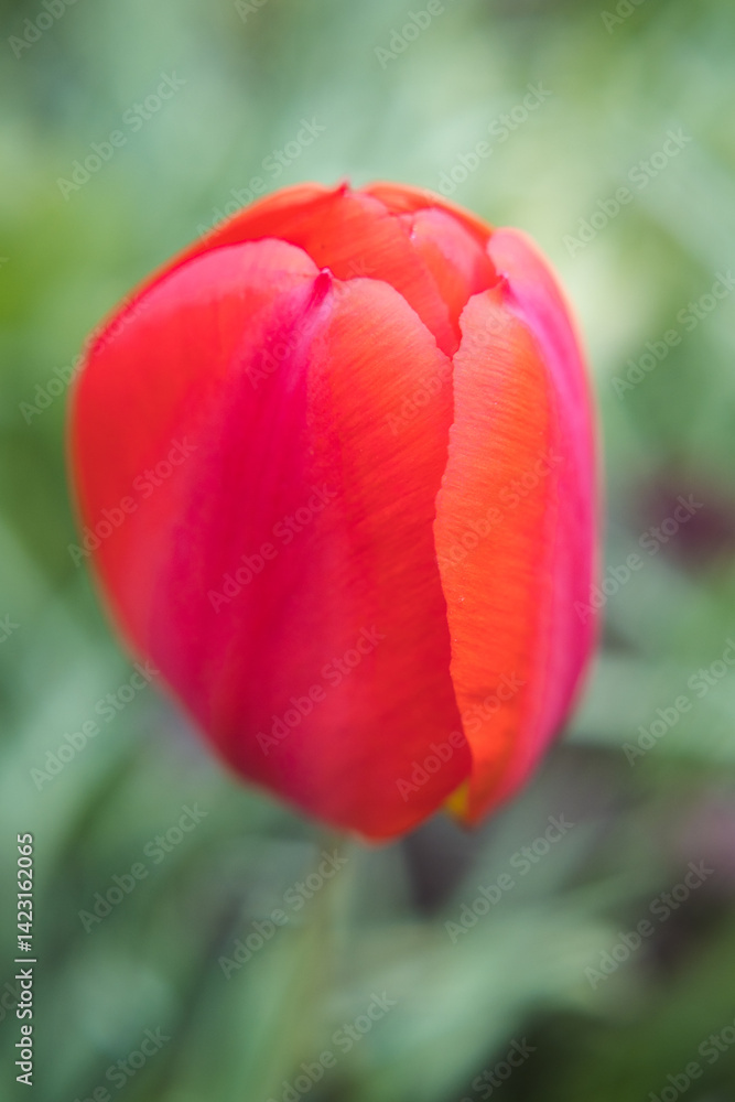 Red tulip flower, the beauty of gardening.
