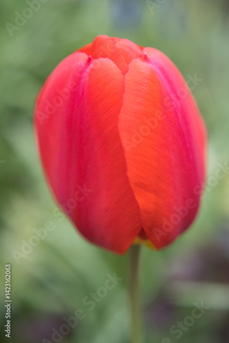 Obraz na płótnie Red tulip flower, the beauty of gardening. w salonie