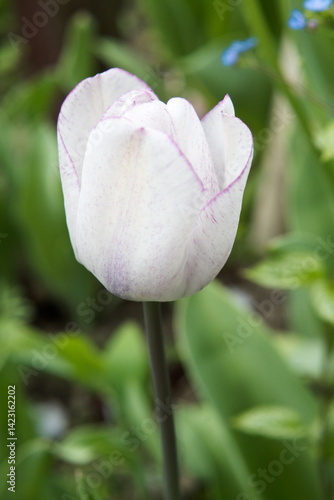 White tulip flower, the beauty of gardening.
