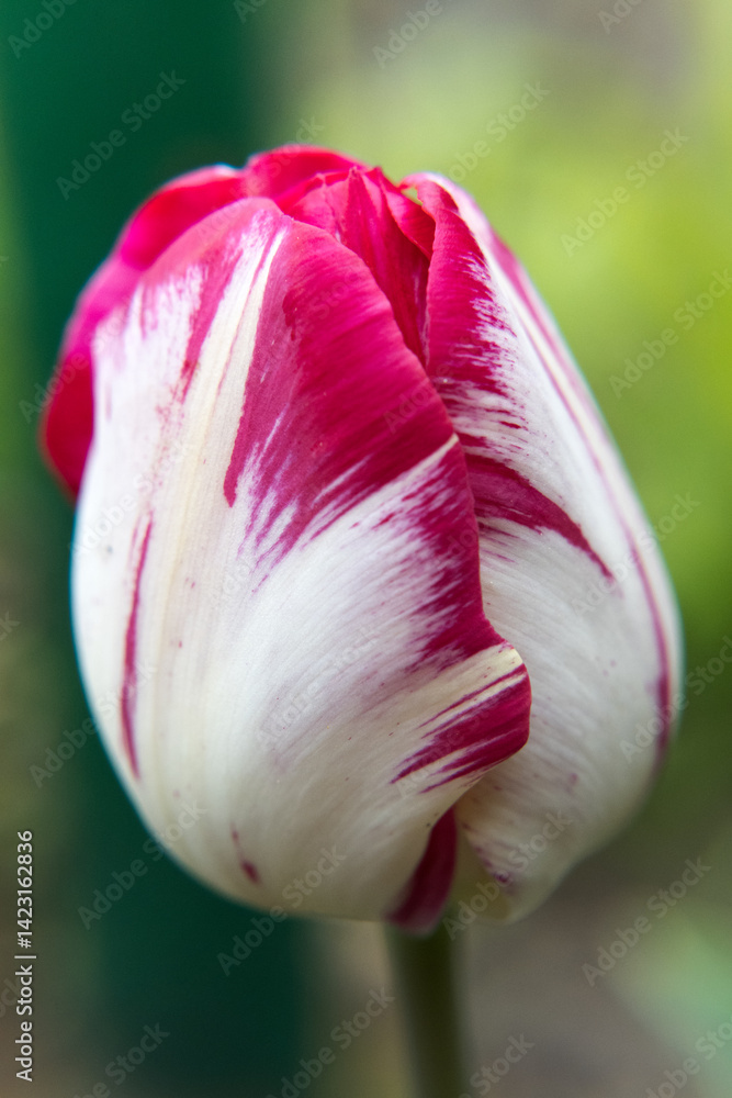 Tulip flowers, the beauty of gardening.