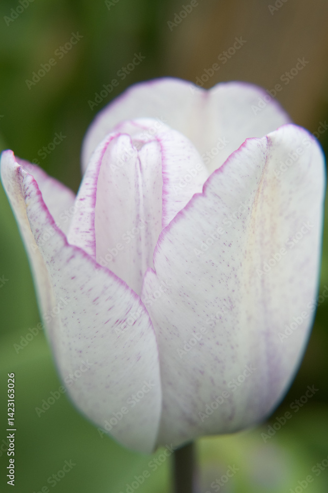 White tulip flower, the beauty of gardening.