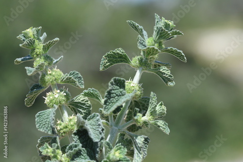Marrubium vulgare (white horehound or common horehound) is a flowering plant in the mint family (Lamiaceae)