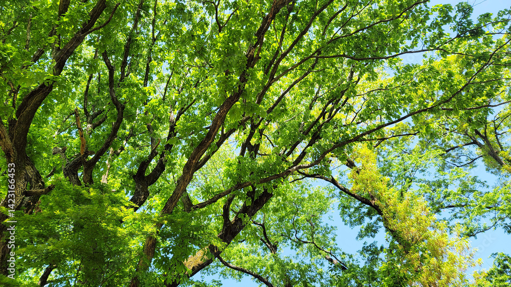 Fototapeta premium 日本の春・新緑/Spring in Japan - Fresh greenery/일본의 봄·신록