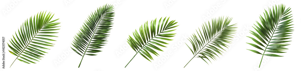 Obraz premium Lush Green Tropical Leaves Isolated on a Transparent Background