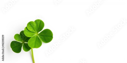 Four-leaf clover isolated on white background symbolizing luck and good fortune, nature, good fortune