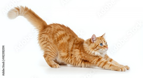 Ginger and White Cat Stretching on Clean White Backdrop with Blue Eyes and Upright Tail Displaying Flexibility and Graceful Extension