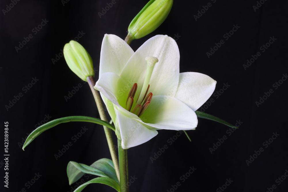 Obraz premium A white lily flower on a black background