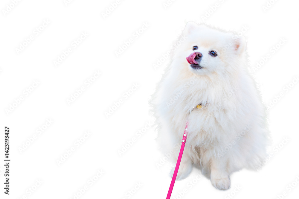 Obraz premium Fluffy White Pomeranian Dog Playfully Licking Its Lips Isolated on White