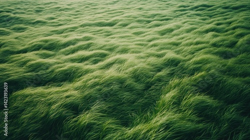 A field of green grass blowing gently in the wind
