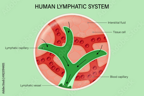 Human lymphatic system. Lymph capillaries in the tissue. Immune system.