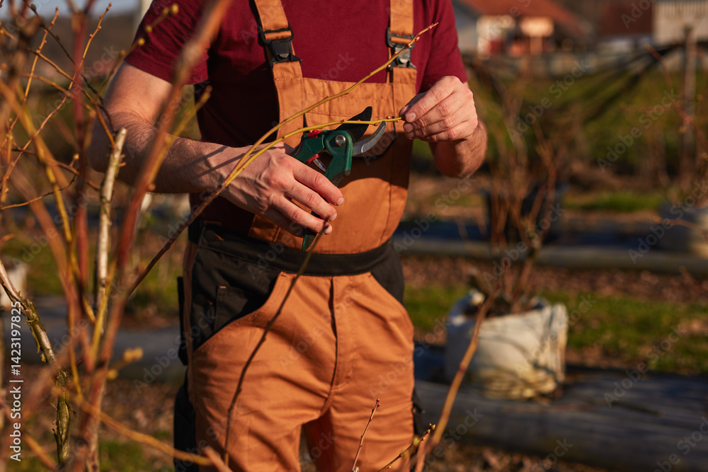 Male gardener with pruning shears working in a blueberries organic farm.