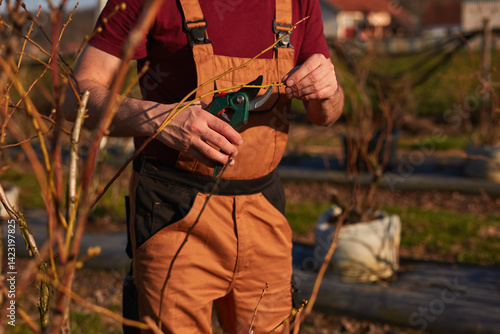Obraz na płótnie Male gardener with pruning shears working in a blueberries organic farm. w salonie