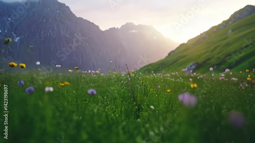 Alpine wildflower meadow at sunrise with majestic mountain background