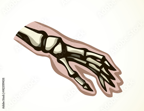 Vector drawing. Bones of the hand