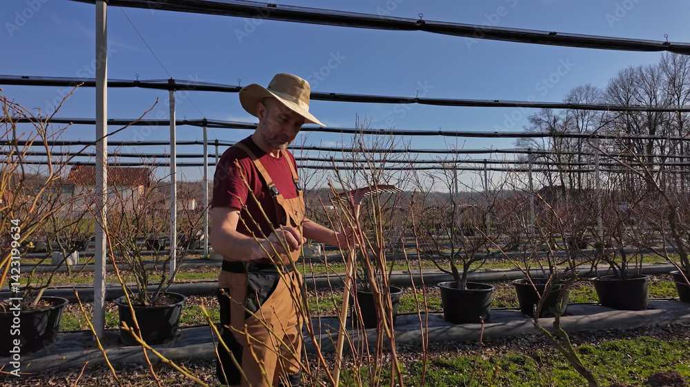 Male gardener working in a blueberries organic farm.