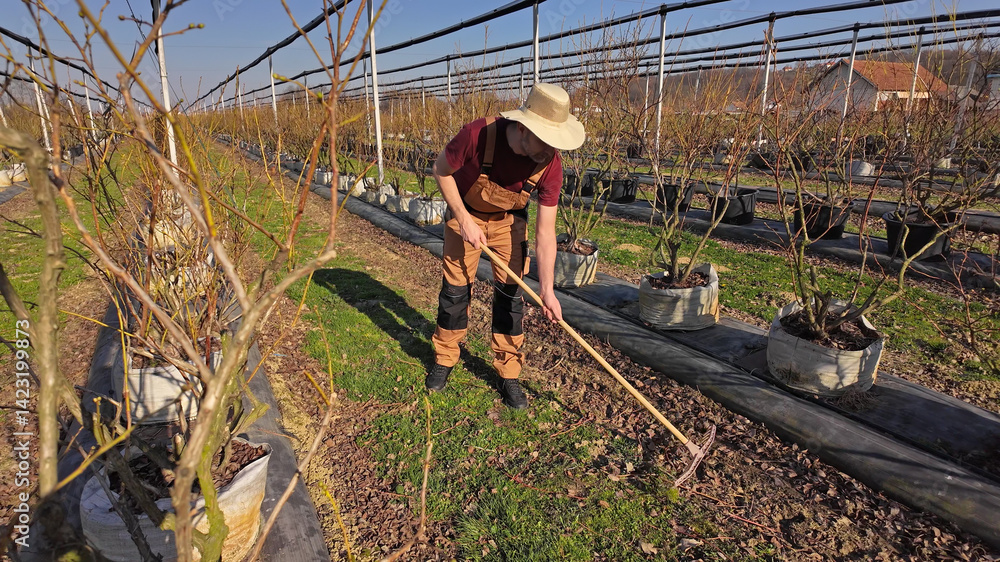Male gardener working in a blueberries organic farm.