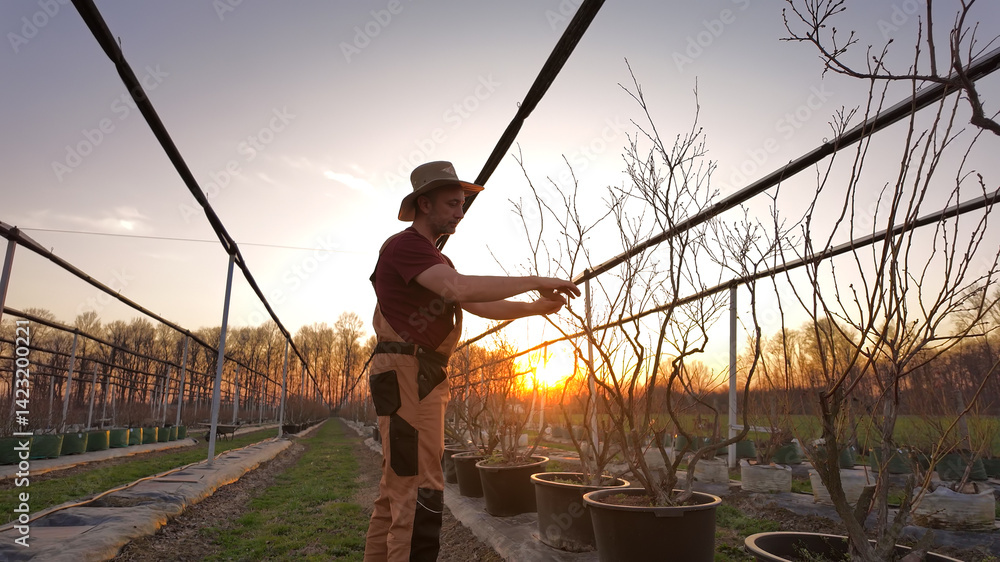 Male gardener working in a blueberries organic farm.
