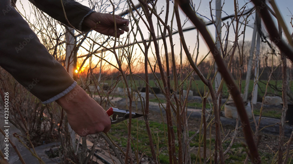 Male gardener with pruning shears working in a blueberries organic farm.