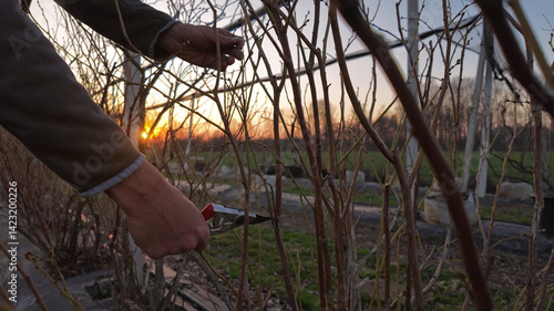 Obraz na płótnie Male gardener with pruning shears working in a blueberries organic farm. w salonie