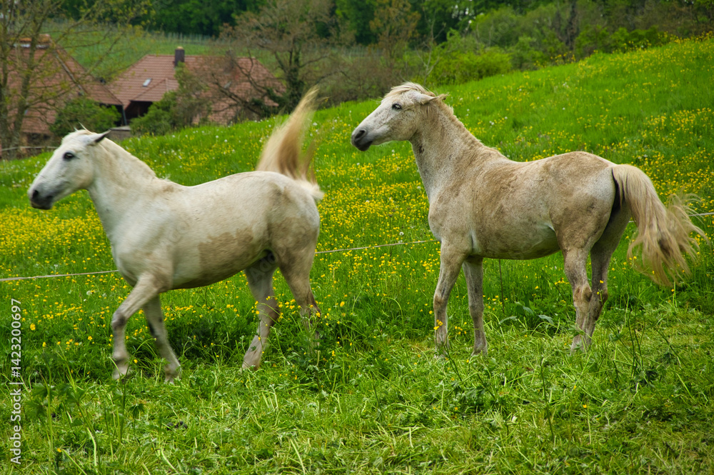 Obraz premium Pferde in Gundelfingen Wildtal