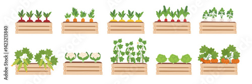 Gardening, spring, farming and home garden concept. Set of wooden boxes with vegetables plants isolated on white background. Vector hand drawn cliparts in flat style.