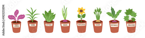 Set of potted vegetable seedlings. Gardening, spring, home garden and healthy food concept. Vector hand drawn cliparts isolated on white.