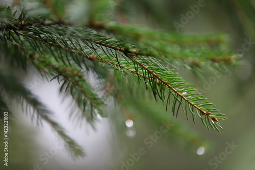 Tannenzweig im Regen