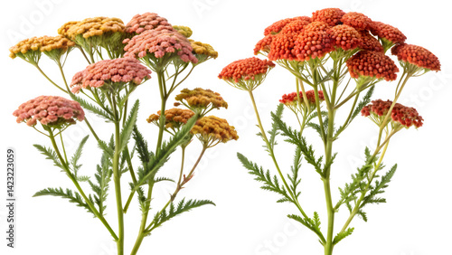 Frontal View of Achillea Terracotta and Actaea Simplex – Isolated PNG Cutout on Transparent Background

