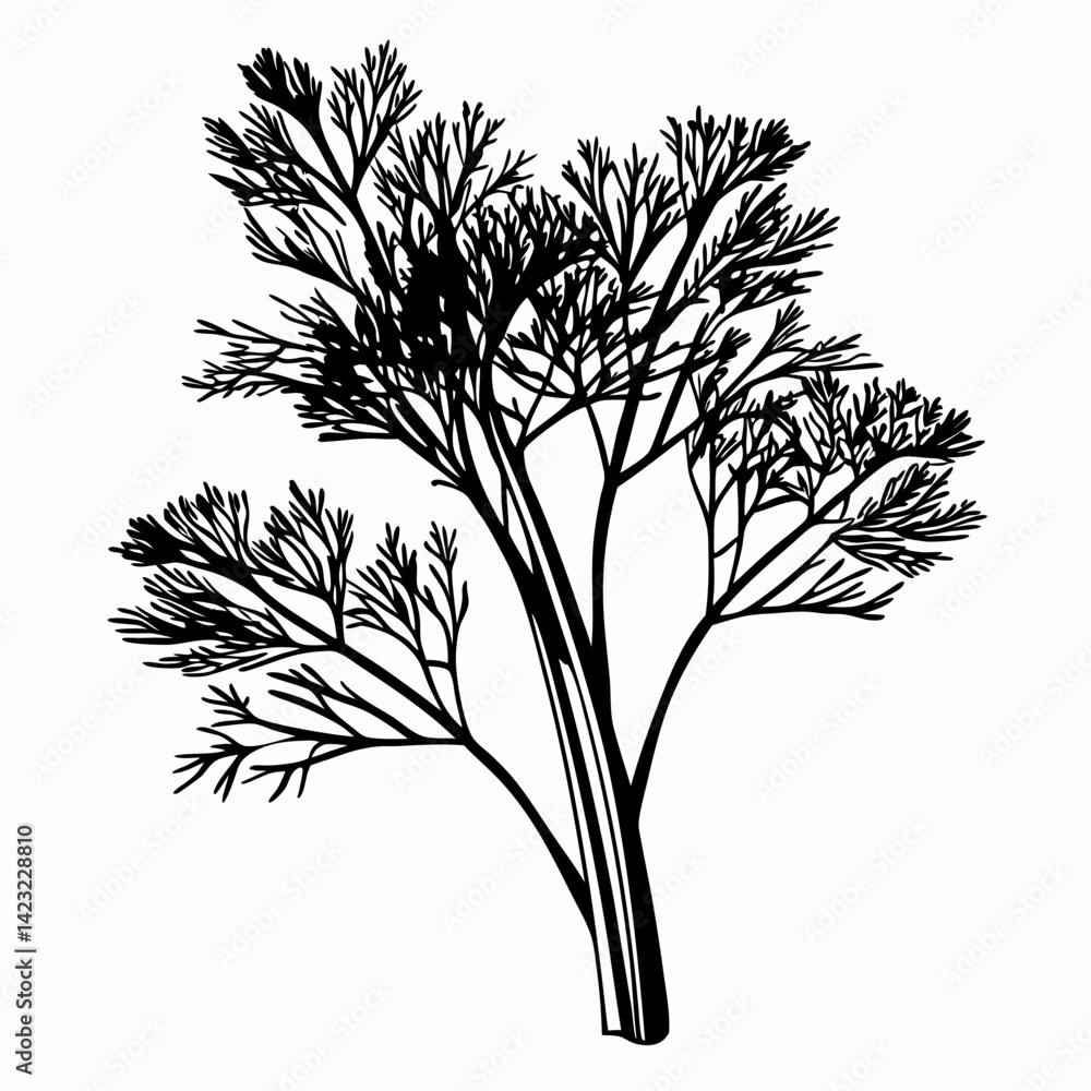 Naklejka premium Black and white illustration of a dill plant showcasing its intricate structure and design, symbolic of nature's beauty and culinary uses in cooking.