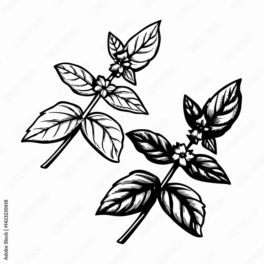 Fototapeta premium Stylized Basil Leaves Illustrating Nature’s Aromatic Beauty in Black and White Artwork for Culinary Inspiration