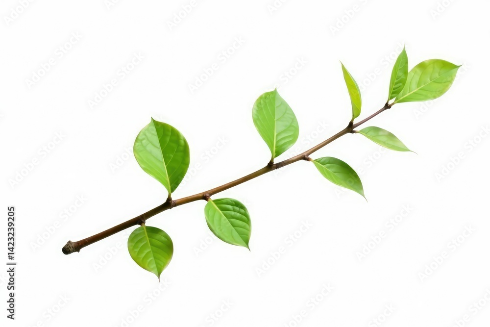 Obraz premium A single isolated branch with delicate leaves on a white background, solitary, isolated branch, nature