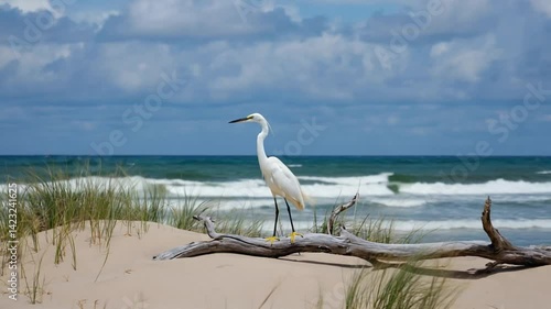 heron on the beach