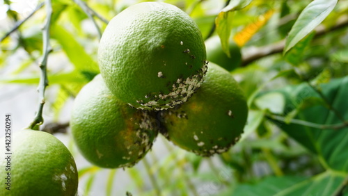 pests damage the plant and spread diseases White Mold Growing on Orange Fruit – Spoiled Citrus Close-Up