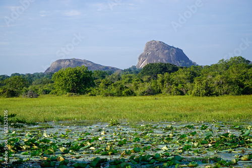 scenic landscape in yala national park