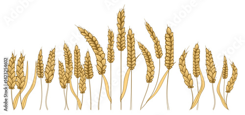 Farm field illustration. Vector hand drawn yellow wheat ears set. Bunch of grain barley. Banner design. Barley illustration in vintage style. Wheat grain, Wheat. Hand drawn realistic granule, kernel, 